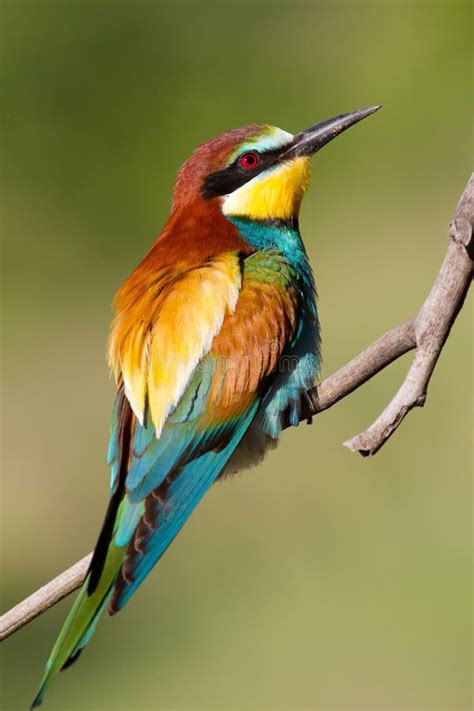 European Bee Eater, Merops Apiaster. Common Bee-eater. Close-up Stock ...