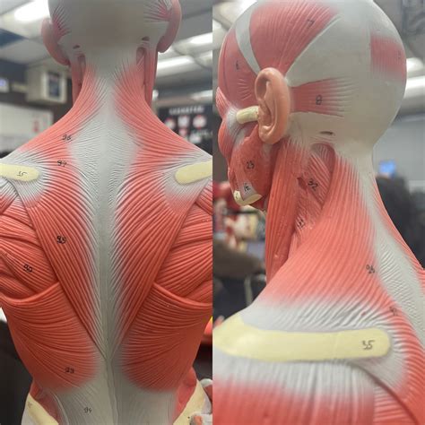 Muscles Connecting The Upper Extremity To The Vertebral Column Diagram