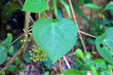 The Suicide Plant Has The Most Painful Stingers In The World Nature