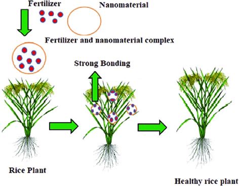 1 Application Of Fertilizers And Nanomaterials For Agri Crops Download Scientific Diagram