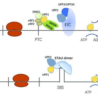 Mechanisms Of Lncrna Interactions With Upf A Lncrnas Bind Upf