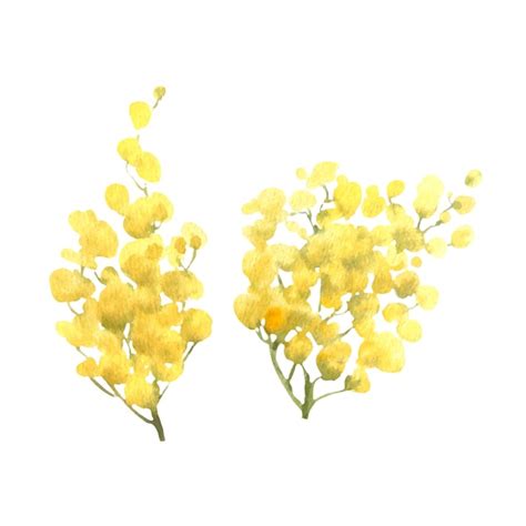 Premium Vector Mimosa Yellow Spring Flowers Set Watercolor Vector