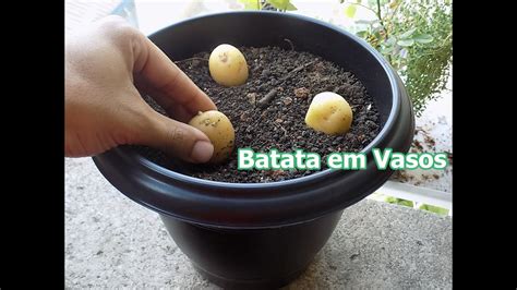 Como Plantar Batata Em Vasos Incio Meio Fim YouTube