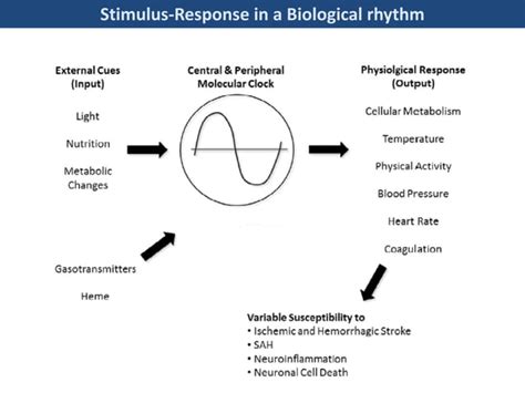 Biological Rythm Ppt