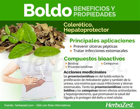 Todo Sobre El Boldo Y Sus Beneficios