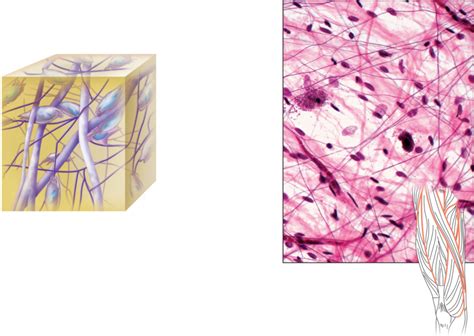 areolar tissue diagram google search tissue types body