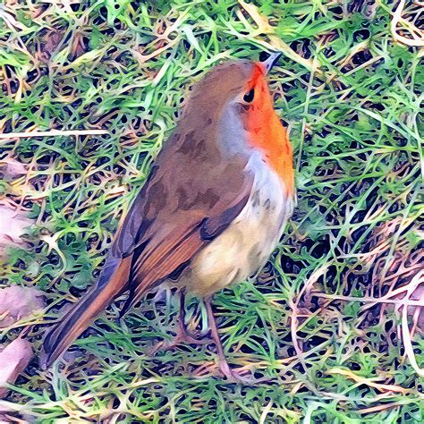 Robin Redbreast – Our Arts Magazine With Abbie Shores