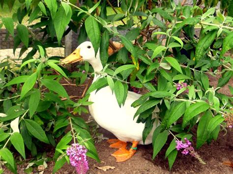 Raising Ducks Beautiful Landscaping And Birds Backyard Ducks Duck