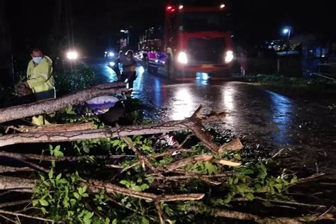 Pohon Tumbang Macetkan Arus Lalu Lintas Jalur Denpasar Gilimanuk Pos Bali