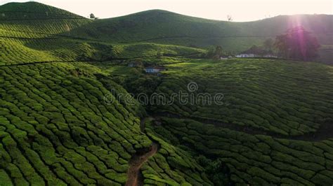 Aerial View Of Tea Plantation Rows With Woman Worker Collecting Tea