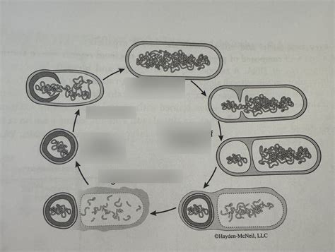 Formation Of Endospore Diagram Quizlet