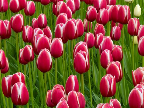 TULIPS IN HOLLAND, KEUKENHOF - William Carr Gallery