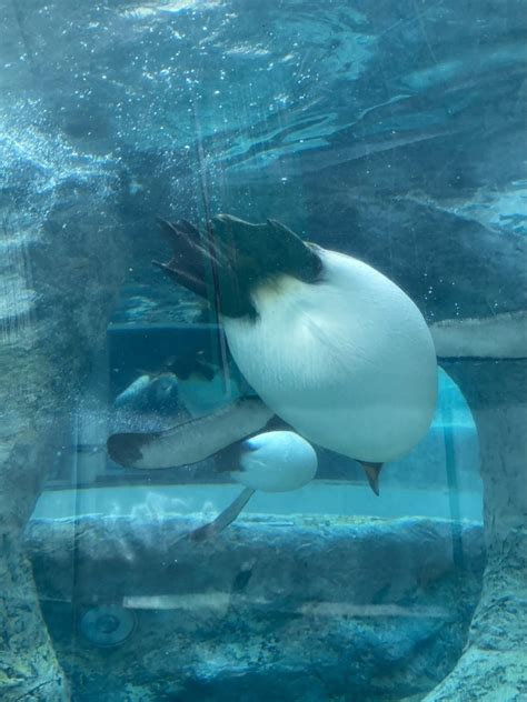 『7月初めの旭川、2度目の旭山動物園 ①前回見忘れていたペンギンの空中遊泳を鑑賞。彼等は、水中では優美で素早い！』旭川北海道の旅行記