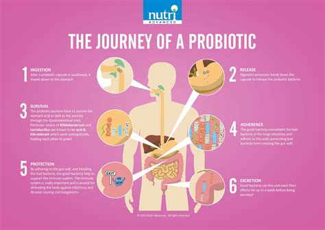 Clearing Up The Confusion Around Probiotics True Health Magazine