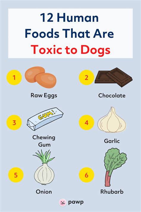 12 Human Foods That Are Toxic To Dogs Human Food Food Animals Human