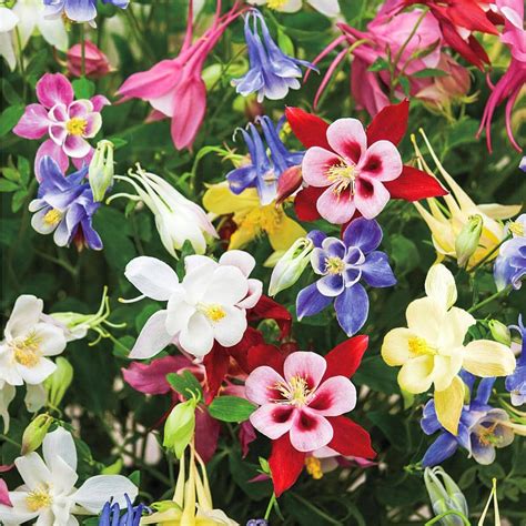 Have A Question About Spring Hill Nurseries Multi Colored Flowering