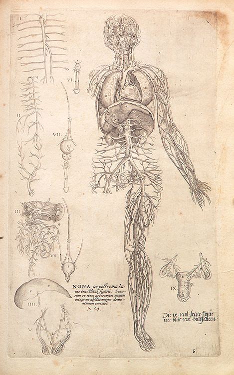 Andreas Vesalius Drawings