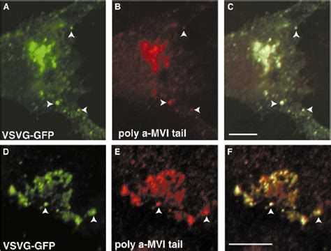 Myosin Vi Co Localizes With Golgi Derived Cargo Vesicles Nrk Cells