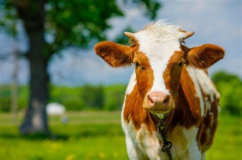 Vacas leiteiras saudáveis são alimentadas forragem em uma fileira