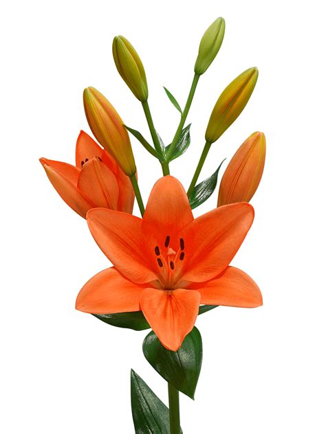 Lilium Png