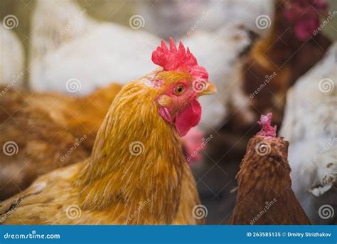 Close Up Hen in the Chicken Farm.Concept Organics Farm. Stock Image ...