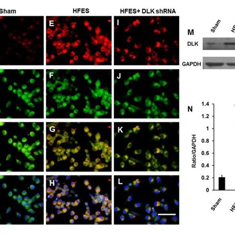 Depiction Of Dlk Expression Over The Dorsal Root Ganglia Cells