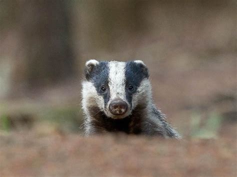 Fox Wood Campsite | Wildlife guide to the woodland animals of the UK