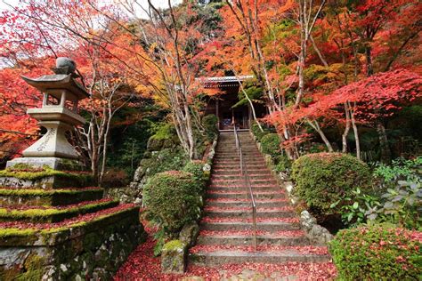 勝持寺 紅葉 色とりどりの煌くもみじと風情ある彩り 京都もよう Kyoto Moyou