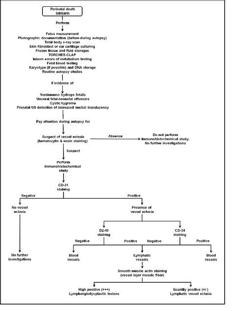 Immune Response Flow Chart