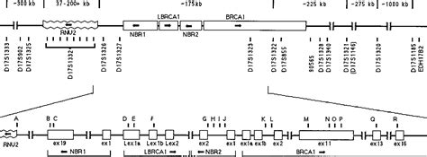 Figure From Evidence For Effective Suppression Of Recombination In