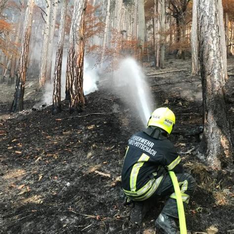 Waldbrand in Hirschwang an der Rax Was wächst nach der Feuersbrunst