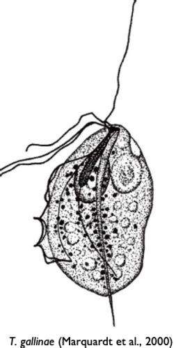 Parasites Poultry Trichomonosis Flashcards Quizlet