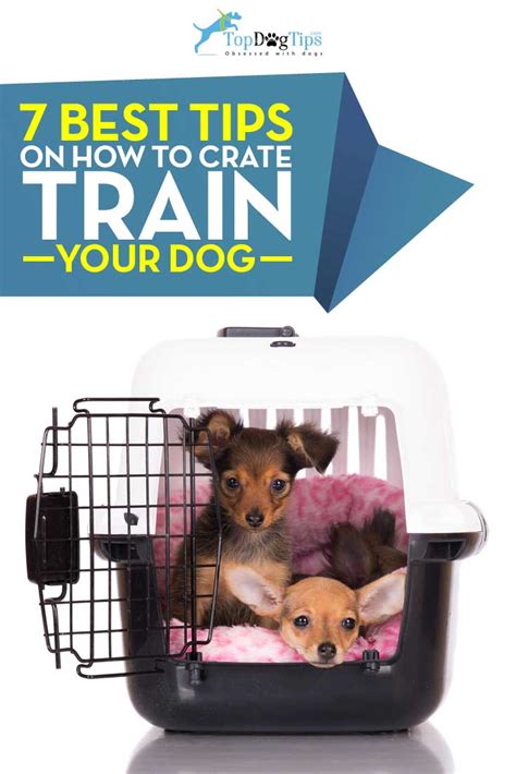 7 Tips for Crate Training Your Dog and How to Do It Right