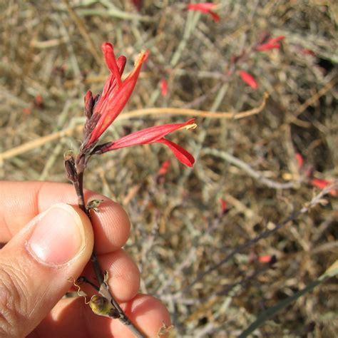 Chuparrosa Paleta Vegetal De Hermosillo NaturaLista Mexico