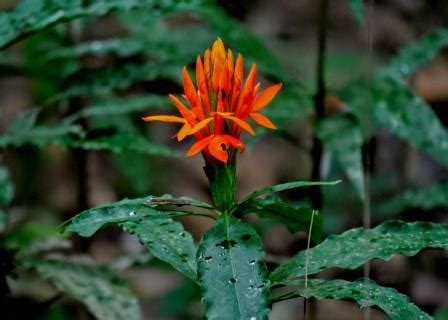 Common Plants of the Amazon Rainforest - Shiripuno Amazon Lodge