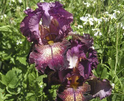 Colortart Tall Bearded Iris Nola S Iris Gardens