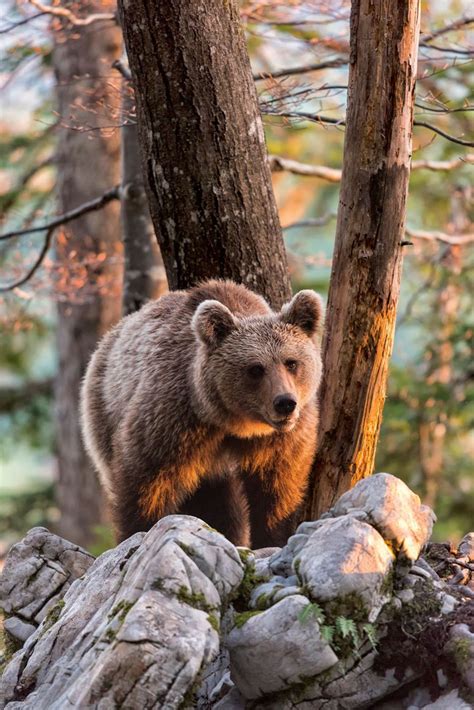 Marsican Brown Bear, a critically endangered species Critically ...