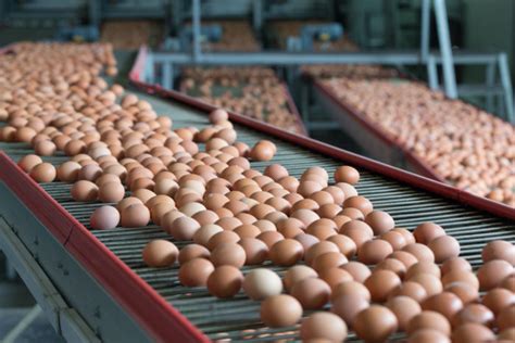 Building A Safe Efficient Egg Supply Chain Igps Logistics Llc