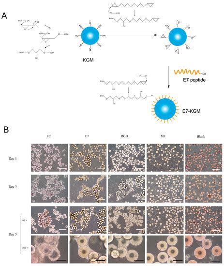 Bioengineering Free Full Text E7 Peptide Enables BMSC Adhesion And