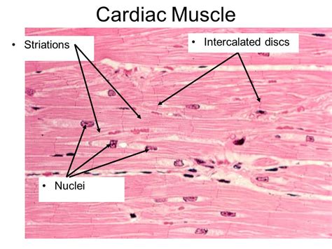 Famous Intercalated Discs Image Collection - Human Anatomy Images ...