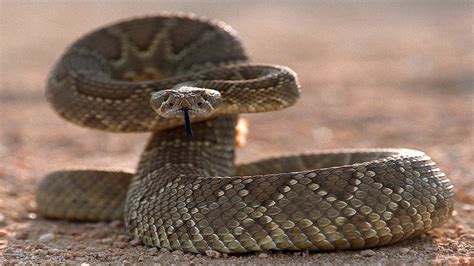 What To Know About Rattlesnakes In Southern California Nbc Los Angeles