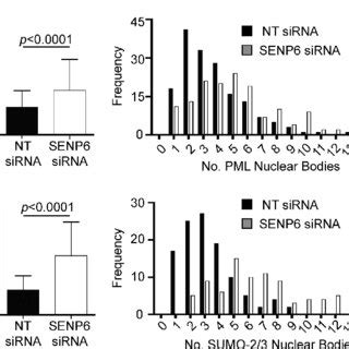 Senp Depletion Results In An Increased Number Of Pml Nbs Hela Cells