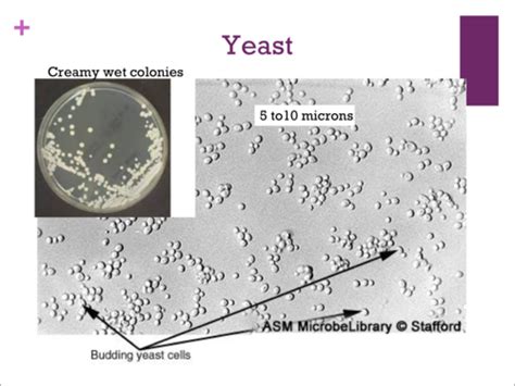 Introduction To Mycology And Yeasts Flashcards Quizlet