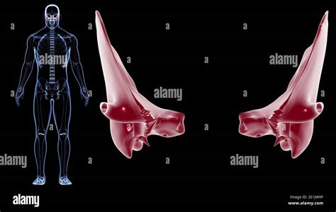 Human Skeleton Skull Temporal Bone Anatomy For Medical Concept 3D