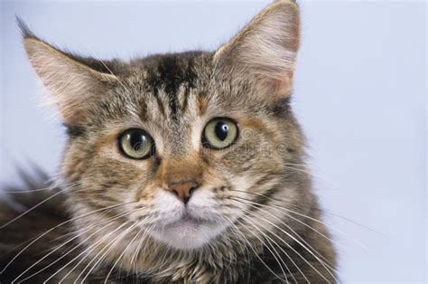 Maine Coon cat face stock image. Image of laying, maine - 37577941