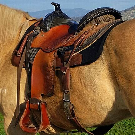 Does My Saddle Fit My Horse?