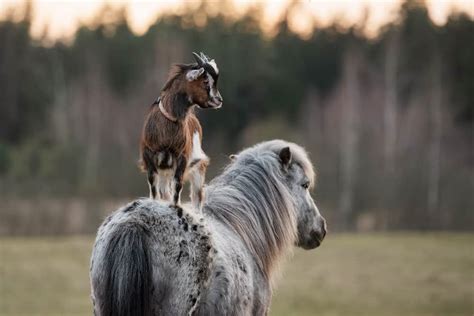 Are Goats Good Companions For Horses Equestrian Space