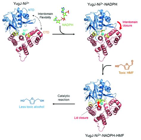 A Model For YugJ Binding To NADPH And HMF The YugJ NTD And CTD Are