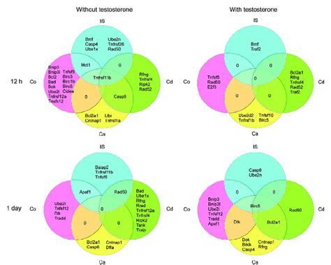 Region Specific Alterations In Gene Expression At 12 H And Day 1 In