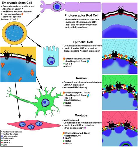 Frontiers Nuclear Envelope And Genome Interactions In Cell Fate Genetics